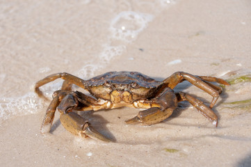 Hairy leg mountain crab on the beach