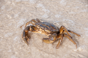 Hairy leg mountain crab on the beach