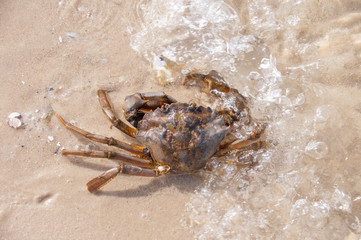 Hairy leg mountain crab on the beach