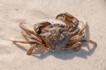 Hairy leg mountain crab on the beach