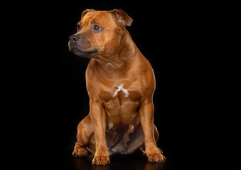 English Staffordshire Bull Terrier Dog  Isolated  on Black Background in studio
