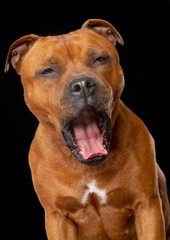 English Staffordshire Bull Terrier Dog  Isolated  on Black Background in studio