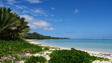 Palm trees and greenery on tropical white sand beach flutters in ocean breeze.
