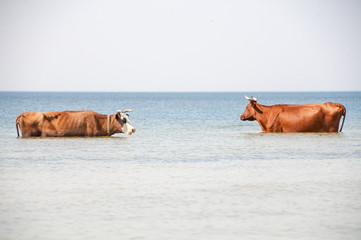 Cow walking on the luxury white sand beach