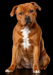 English Staffordshire Bull Terrier Dog  Isolated  on Black Background in studio