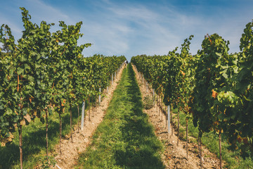Fototapeta na wymiar Man walking on path leading through rows of grapevines in vineyard