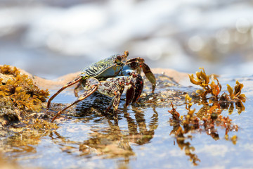 Beautiful crab on the shore on the touristic beach of the tropical island Puerto Rico