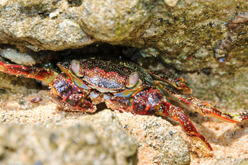 Beautiful crab on the shore on the touristic beach of the tropical island Puerto Rico