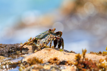 Beautiful crab on the shore on the touristic beach of the tropical island Puerto Rico