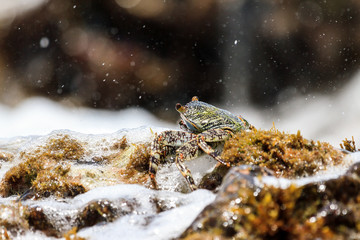 Beautiful crab on the shore on the touristic beach of the tropical island Puerto Rico