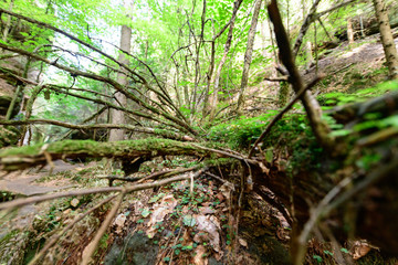 Wald, Elbsandstein Gebirge