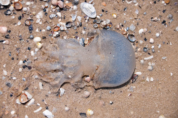 Fototapeta na wymiar Giant blue jellyfish washed up on Welsh beach.