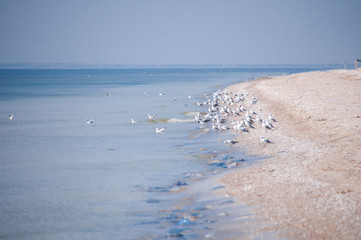 Two seagulls standing on stone. In the background sea.