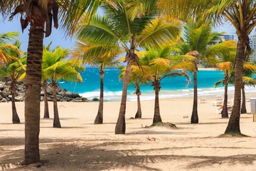 Sierkussen Beautiful tropical palm trees at popular touristic Condado beach in San Juan, Puerto Rico © dennisvdwater