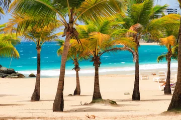 Poster Caribbean Beautiful tropical palm trees at popular touristic Condado beach in San Juan, Puerto Rico