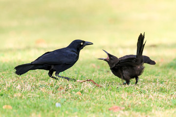 The Greater Antillean grackle (Quiscalus niger) in San Juan, Puerto Rico