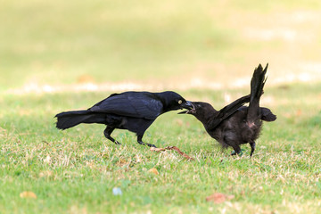 The Greater Antillean grackle (Quiscalus niger) in San Juan, Puerto Rico