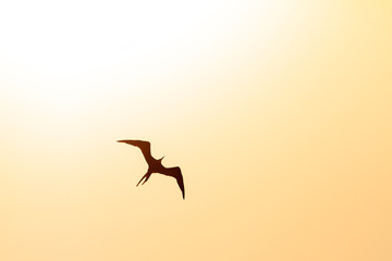 The magnificent frigatebird (Fregata magnificens) in backlight in San Juan, Puerto Rico
