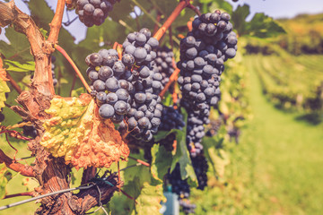 Naklejka premium Close-up of ripe red grapes in sunlight