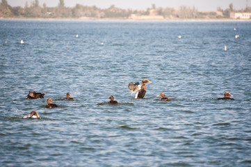 Birds of Ukraine. Swans, gulls and ducks - wintering waterfowl in the Black Sea