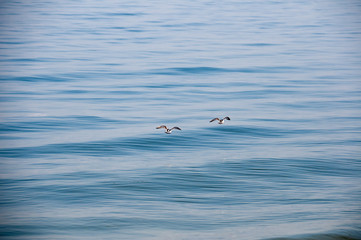 Fototapeta na wymiar playing white gulls on a spring beach at the Baltic Sea