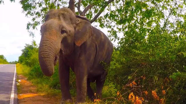Video Elephant sauvage du Sri Lanka le long de la route nature