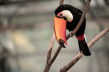 Tucano em parque Japonês