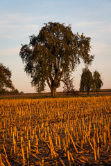 Prächtiger Mostbirnenbaum im Abendlicht hinter Mais-Stoppelfeld