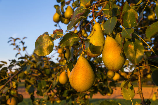 Birnen am Baum