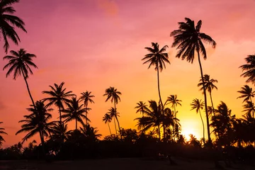  Amazing vibrant sunset at the beach with silhouettes of palm trees in Puerto Rico © dennisvdwater