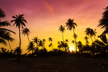 Fototapeta na wymiar Amazing vibrant sunset at the beach with silhouettes of palm trees in Puerto Rico