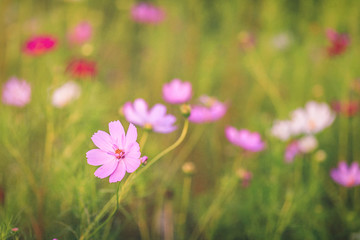 Obraz na płótnie Canvas Selective focus of a pink flower on a wild flower meadow