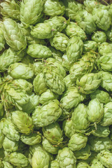 Fototapeta na wymiar Cones of hops in a basket for making natural fresh beer, concept of brewing