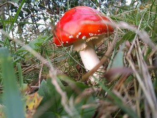 Amanita muscaria