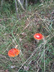 fly agaric mushrooms in the forest