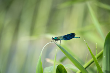 Blue Dragonfly