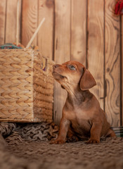 Puppy dachshund brown sitting on a light veil against the background of a wooden wall.