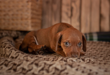 Puppy dachshund of brown color stands on a coverlet with a pattern next to a wicker basket against a wooden wall