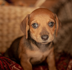 Puppy dachshund of brown color sits on a plaid of red color with a pattern in the background of a...