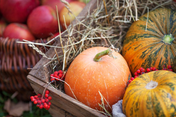 The multi-colored pumpkins lying on straw with a wooden box in a background. Autumn time. Thanksgiving day.