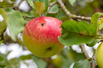 In this Apple lives a worm, so it is grown without the use of pesticides