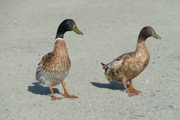 Cute duck couple at the lakeshore
