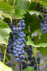 A huge beautiful bunch of juicy and ripe Isabella grapes