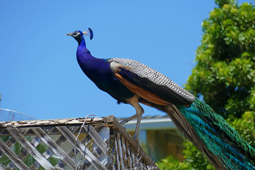 Naklejka premium A peacock on the street at San Pedro, California