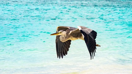 Heron flying over the beach in Maldives.