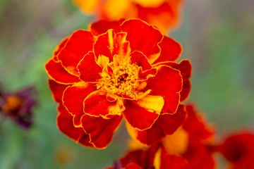 Bright orange yellow flower marigolds