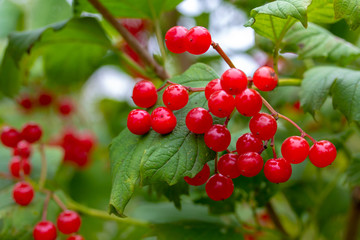 Branch of magnificent bright red and juicy berries of viburnum