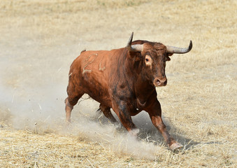 toro 