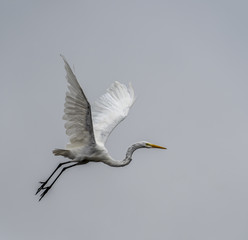 Egret fly by