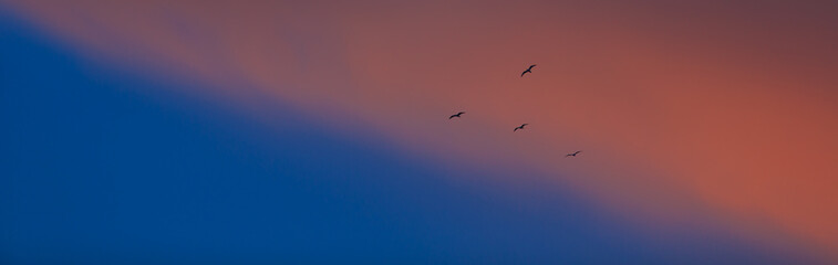 Fototapeta premium A small flock of birds silhouetted ageainst a red and blue evening sky.